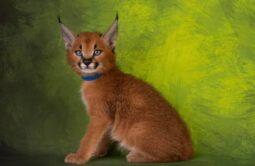 buy caracal kittens online