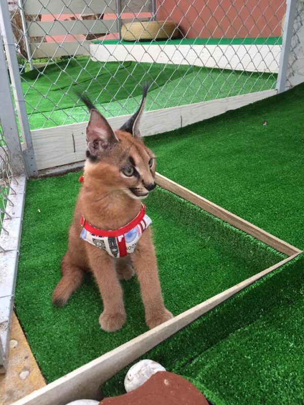 buy caracal kitten online