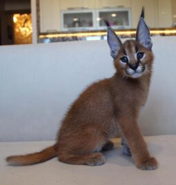 order caracal  kitten online