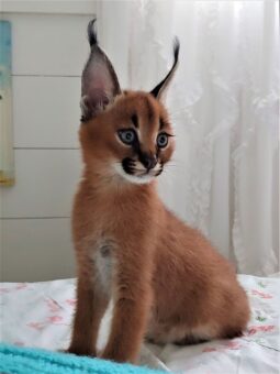 caracal kitten pet