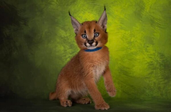 caracal cat for sale europe