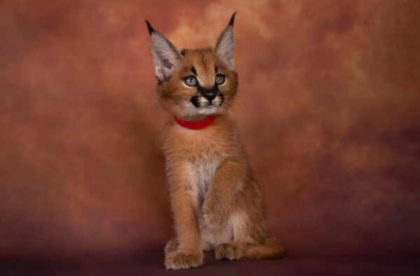 caracal kittens for sale canada