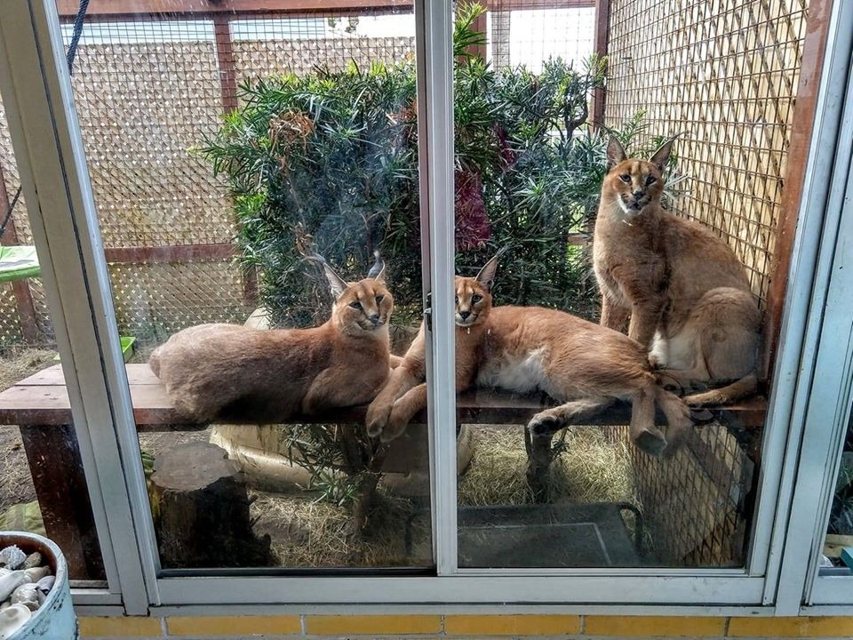 Caracat Kittens for sale