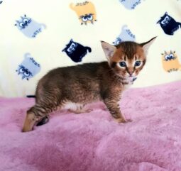 buy caracat kitten f4 online