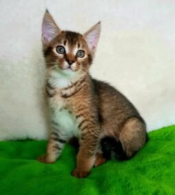 Buy Caracat kitten F5 Online