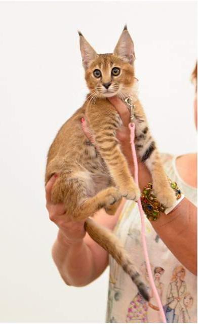 buy caracat kitten f1 online